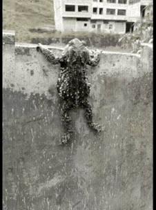 我真想拉它一把[汗]