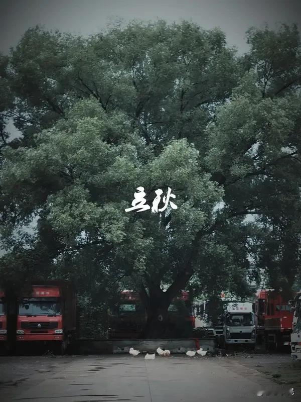 《立秋》文/悠悠子民（一）今日见秋不见凉，一别昨日风雨狂。四季轮