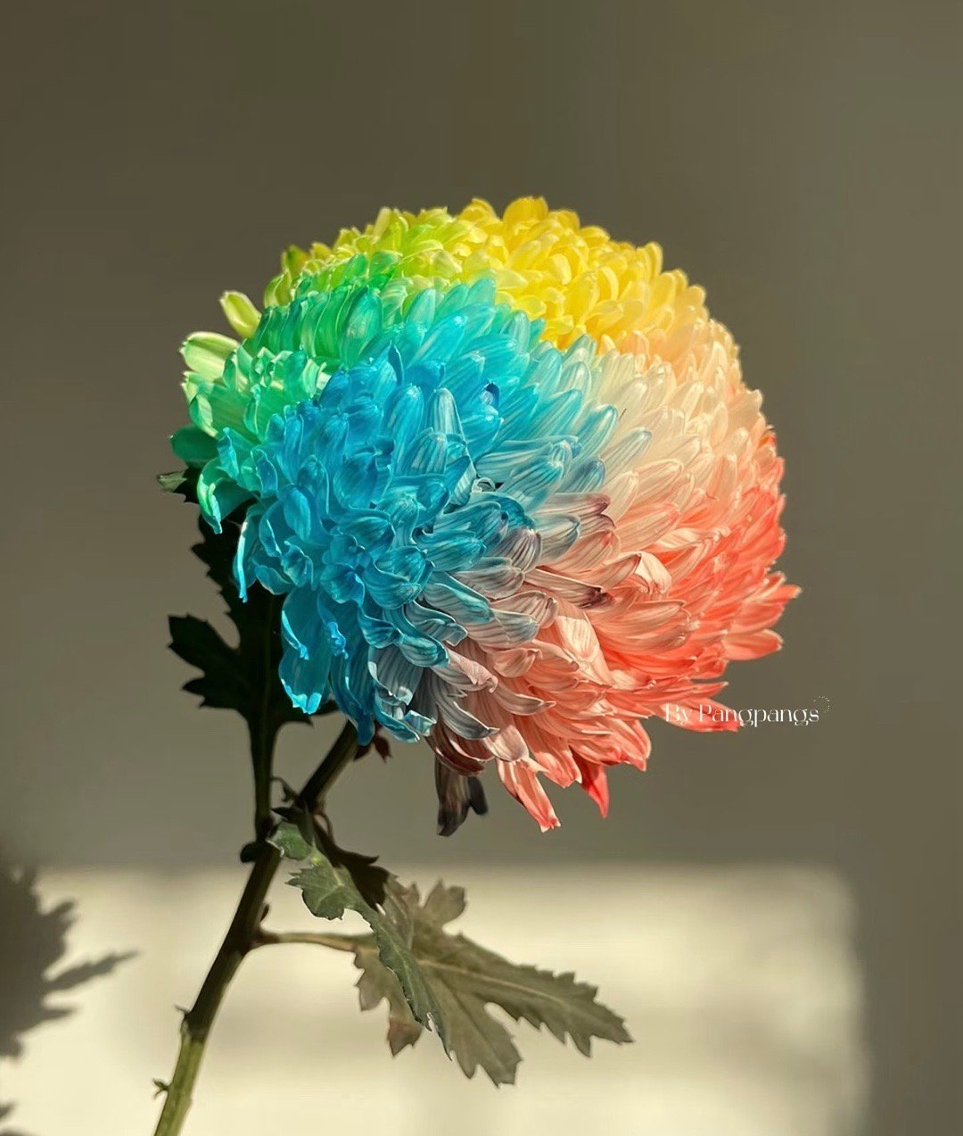原来菊花也能染色不是喷漆，是让花自己“喝”色。花茎一剪，颜色顺着导管往上爬，花