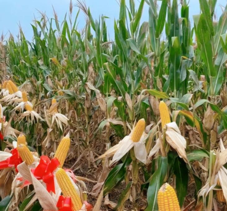 为什么说玉米是“外星植物”？一位60多岁的老人告诉我：90%的人都不知道玉米是“
