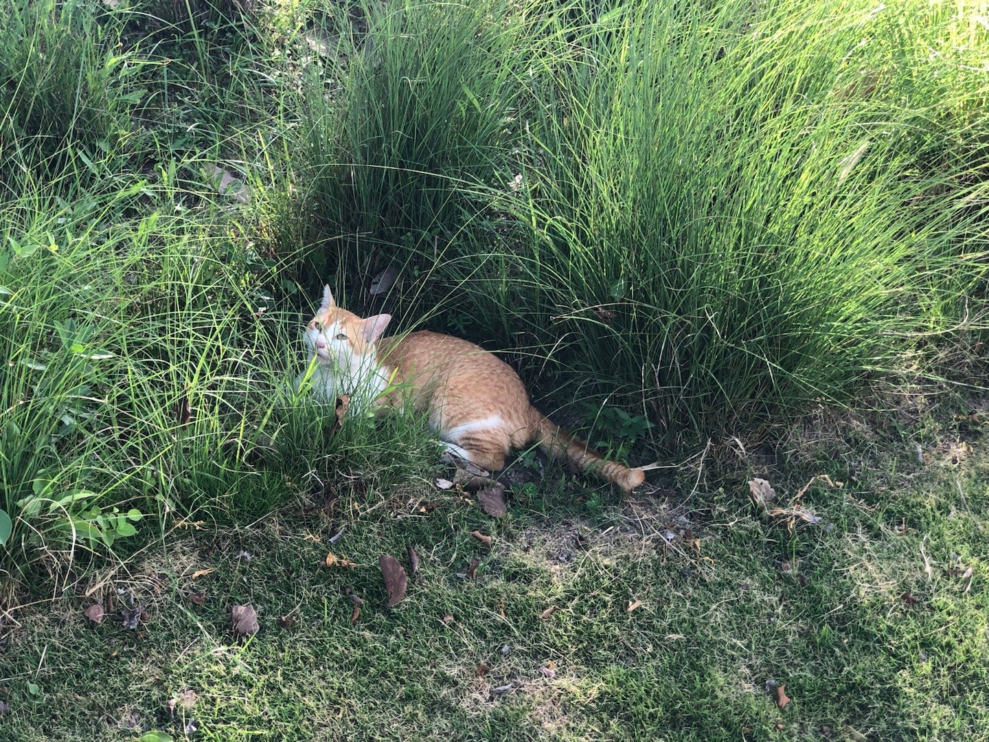下午散步遇到的猫子​​​