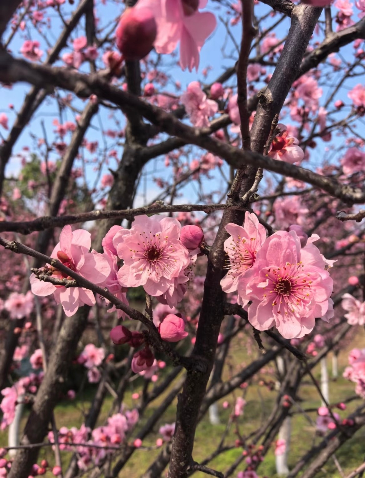 种植种植梅花种植方法：1.阳光充足：梅花喜欢温暖、阳光充足的环境，在栽培
