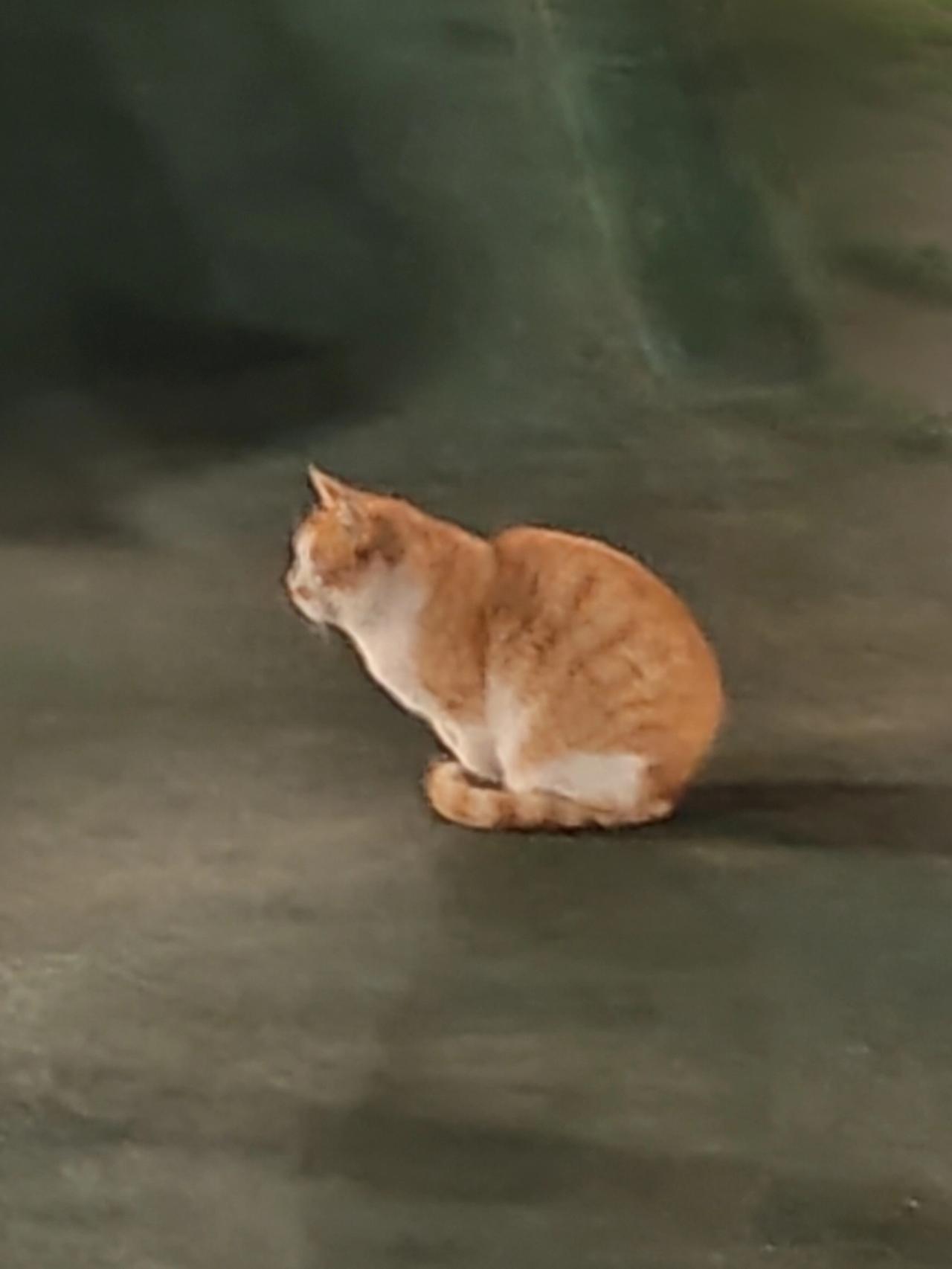 晒图笔记大赛冬日夜幕下惬意的猫咪