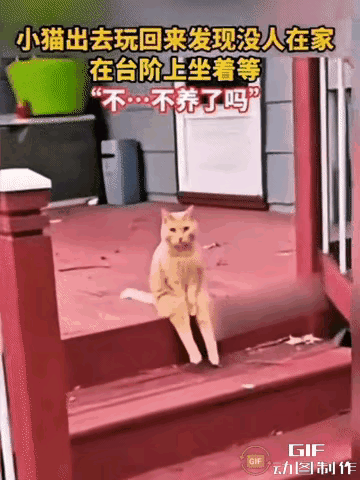 坐在台阶上等主人的大橘猫，像极了犯错后垂头丧气的小孩——可你细品，它比孩子更让人