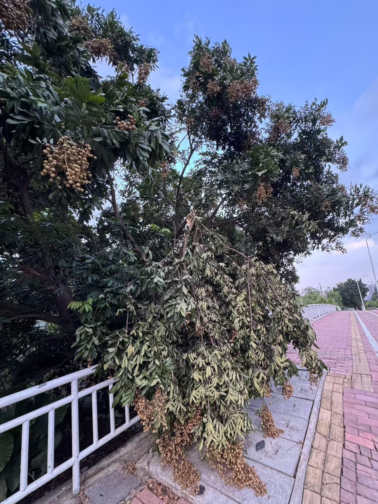 我真是服了！广州有些人，能不能有点素质？ 今天下午路过广州南沙区黄阁西路，远