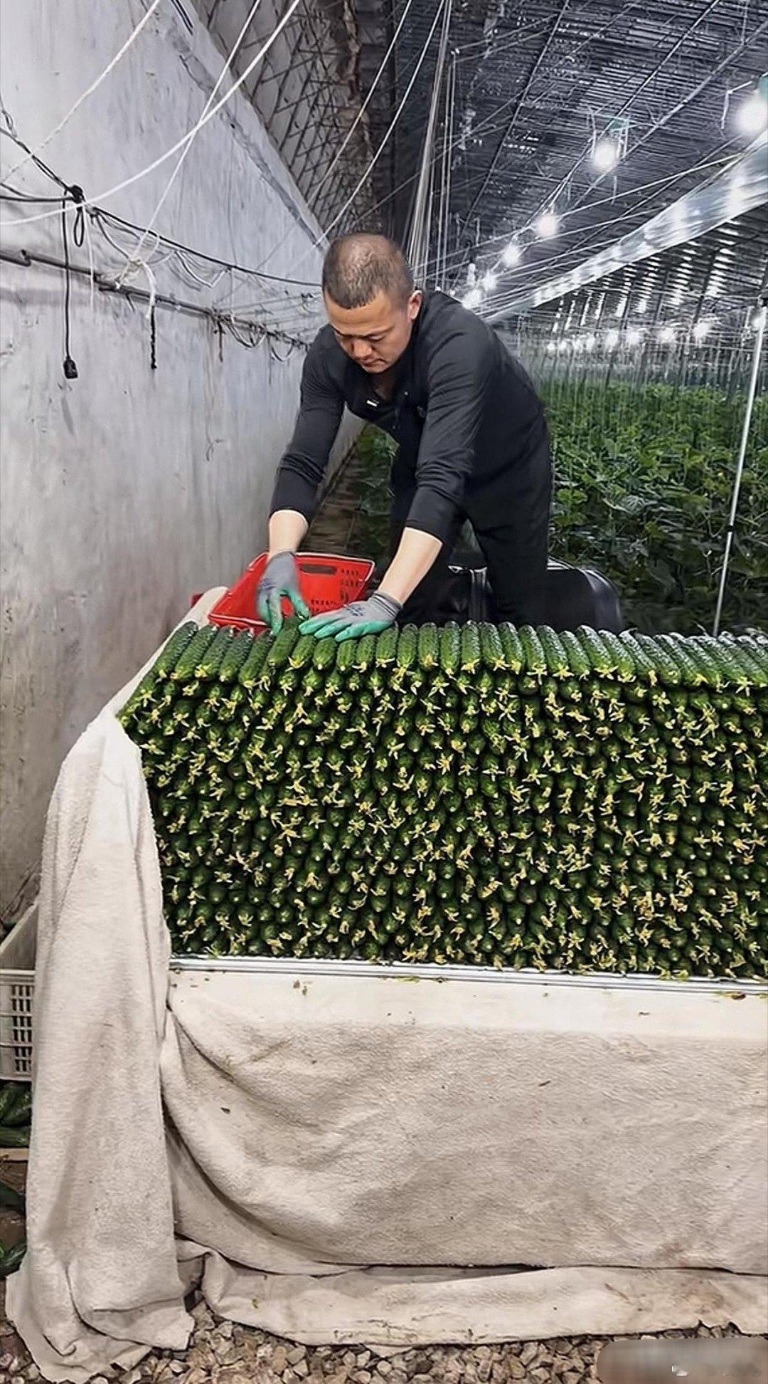黄瓜为什么可以种的这么直？谁知道？