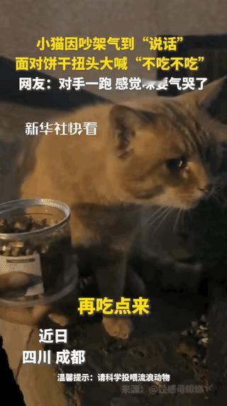 成都这只橘猫也太会“闹小脾气”了吧！居然火到了央媒，看完视频谁不得被它萌笑啊