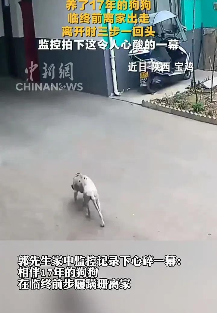 看哭了！近日，陕西宝鸡一名男子发现家里养了17年的小狗不见了，于是赶紧查监控寻找