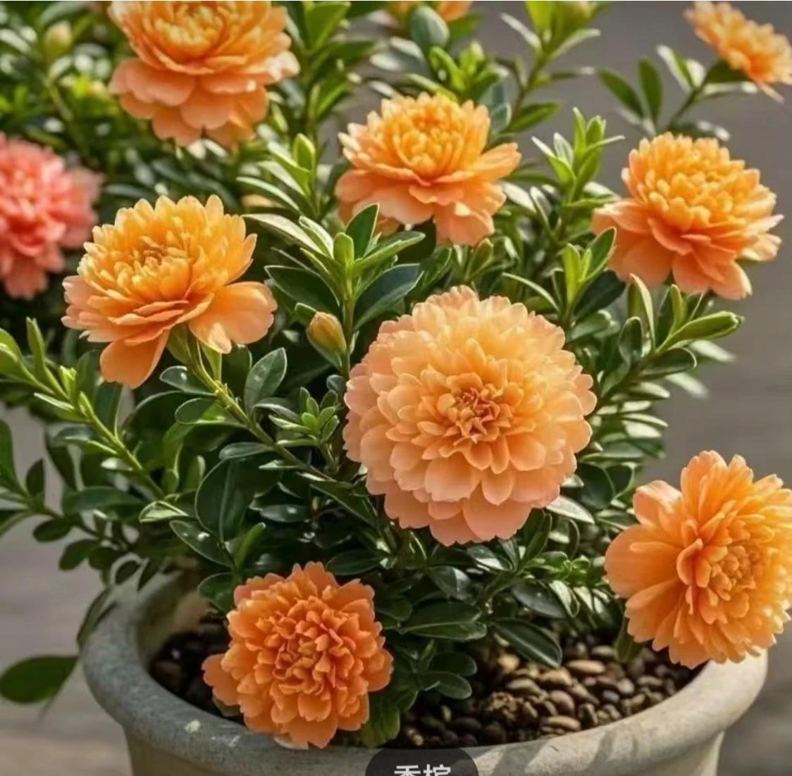 岁月如梭人易老，何苦天天寻烦恼。活在世上一分钟，就要开心六十秒。