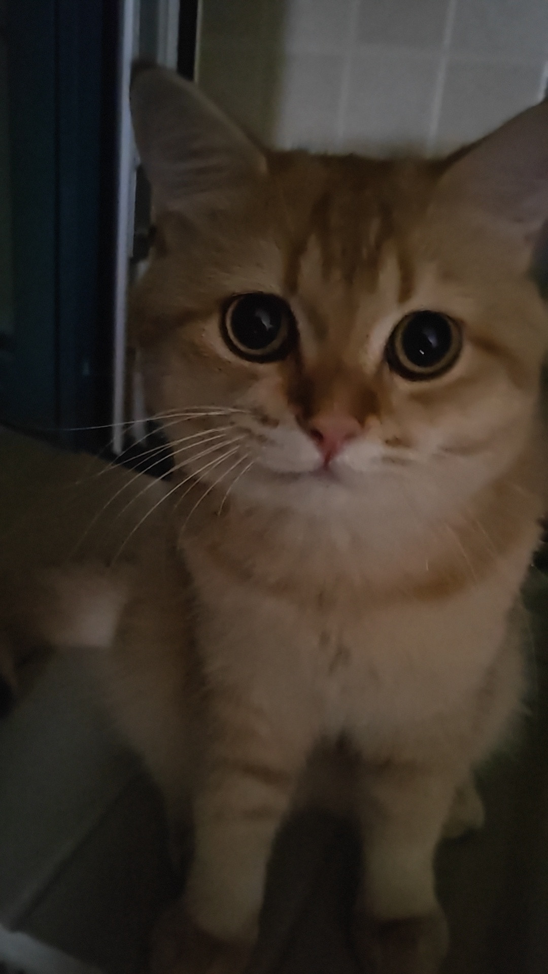 这个时间不睡觉还要玩啊上蹿下跳[抠鼻][抠鼻]宠物猫​​​