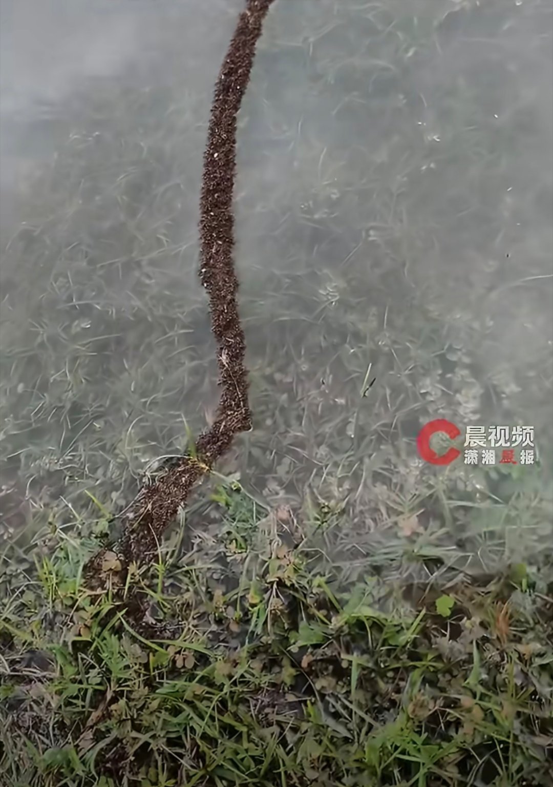 暴雨后蚂蚁用身躯搭桥过河好神奇的一幕，把团结就是力量体现的淋漓尽致，渺小的个体凝