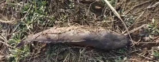 江苏，一女子为了给自己和家人祈福，买了9万多元的鲇鱼，放生进了当地一野生湖。被群