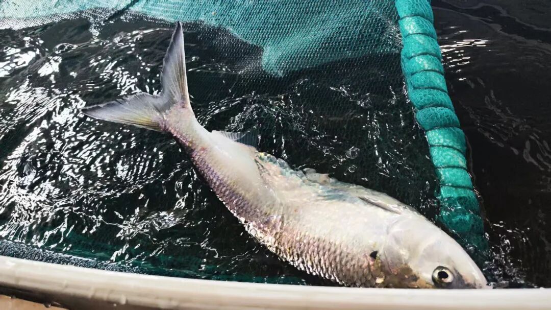 第一口“鲜”, 无锡上市!