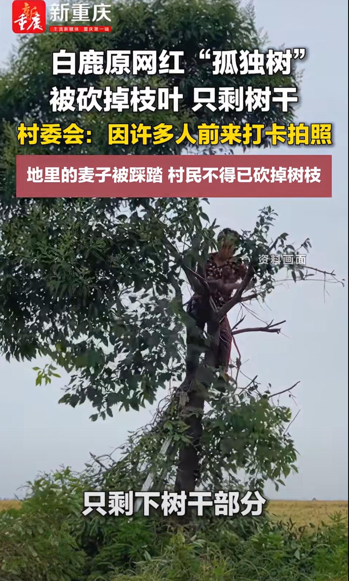 网红们也成了一害了。哪里有了打卡地，就一窝蜂往哪里跑。27日，白鹿原那颗“孤独