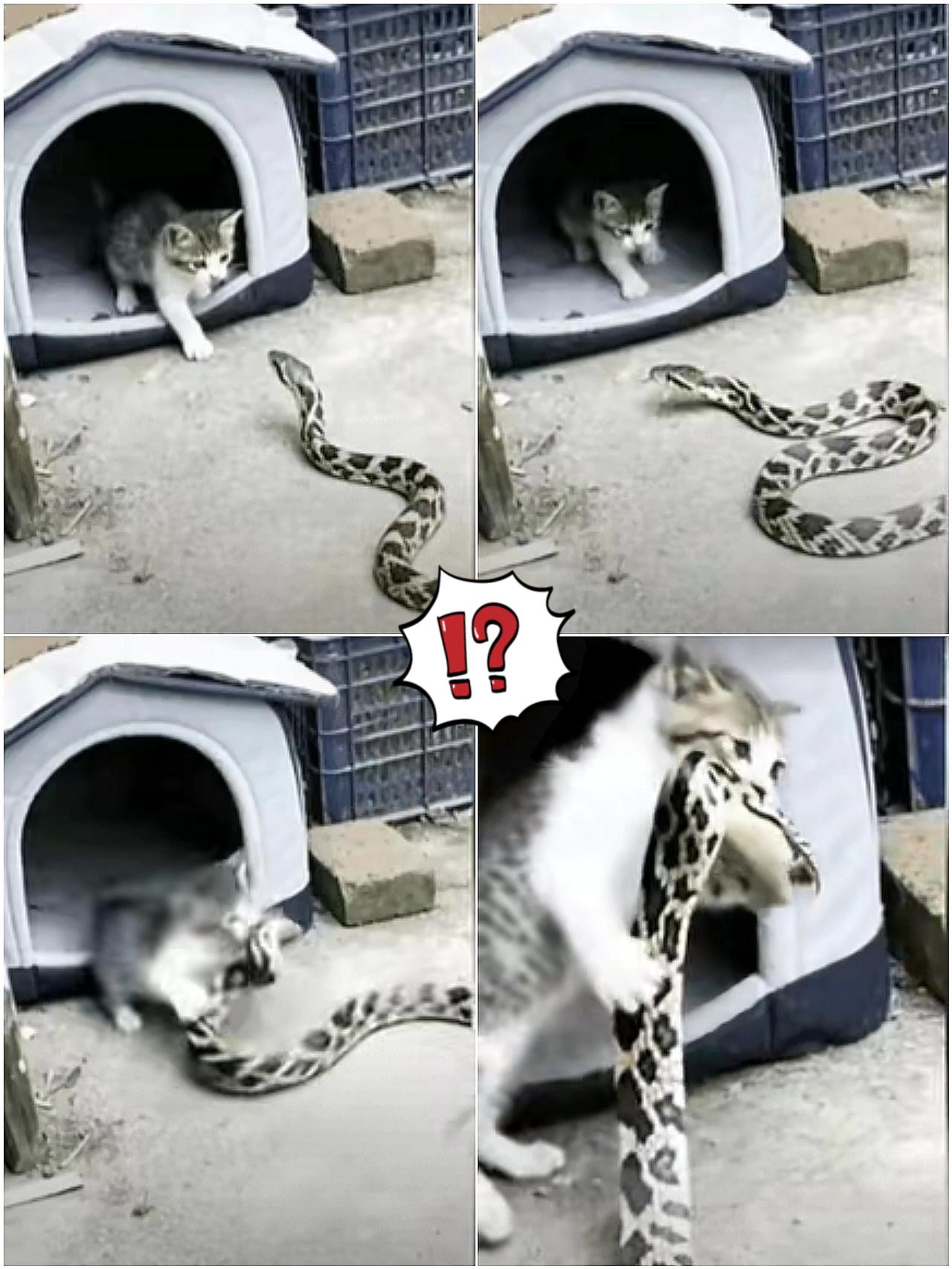 天呐，真的太厉害了！一只小猫正在猫窝里休息，突然一条大蛇游了过来，结果小奶猫猛的