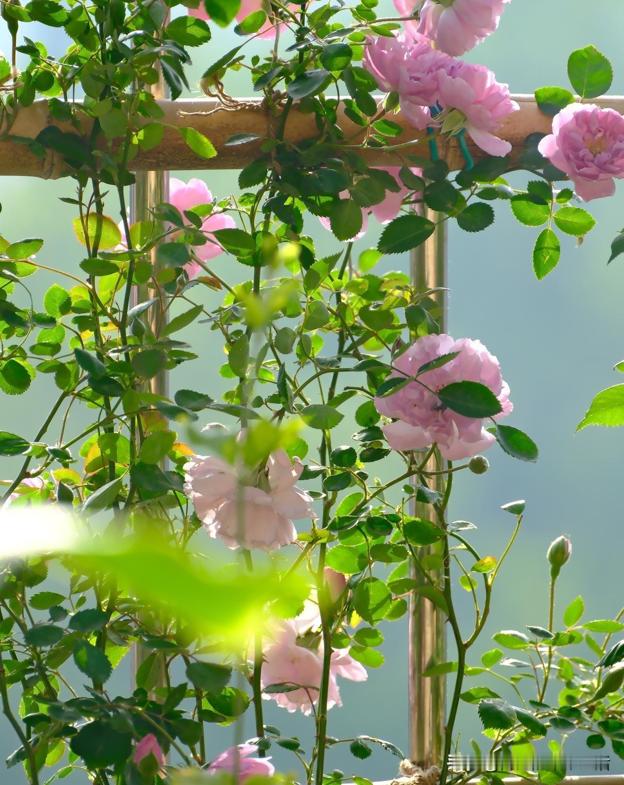 自从小院里有了月季仿佛日子也多了浪漫色彩每日从清晨到傍晚每一时刻，都有不同