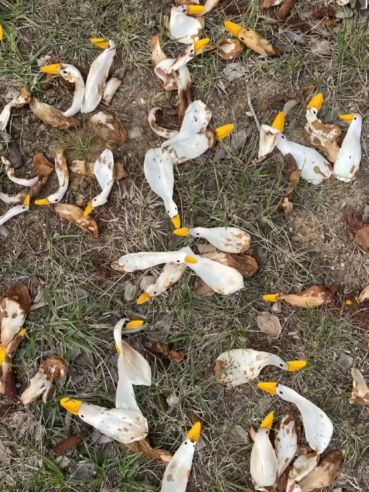 早上在公园散步突然看到一片草地上全是鸭子。这算不算意外的收获？太惊喜了吧。
