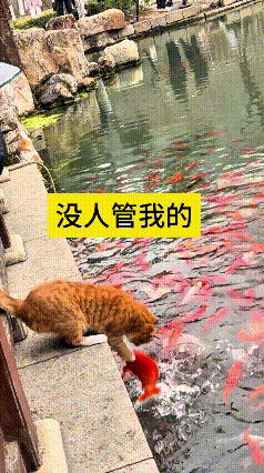 看到这个视频，瞅瞅这只橘猫，瞅见池子里的观赏鱼，就凑过去伸爪子捞鱼，一下按住条大