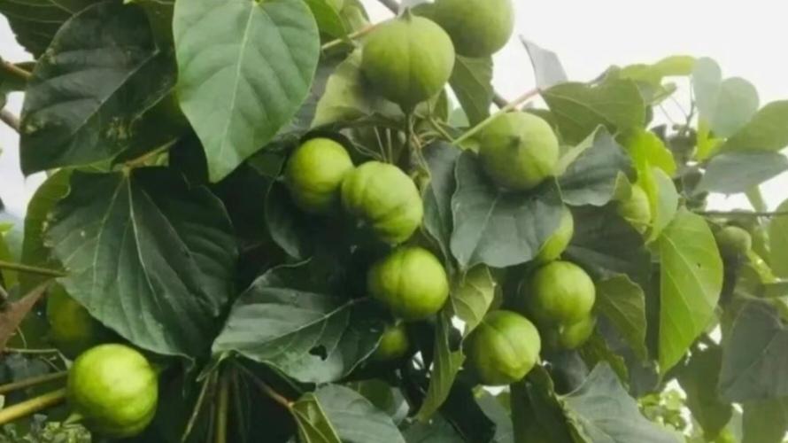 桐油的光辉远不止于往昔看完桐油在近代中国的传奇经历，不禁想到老家那些木房子。老