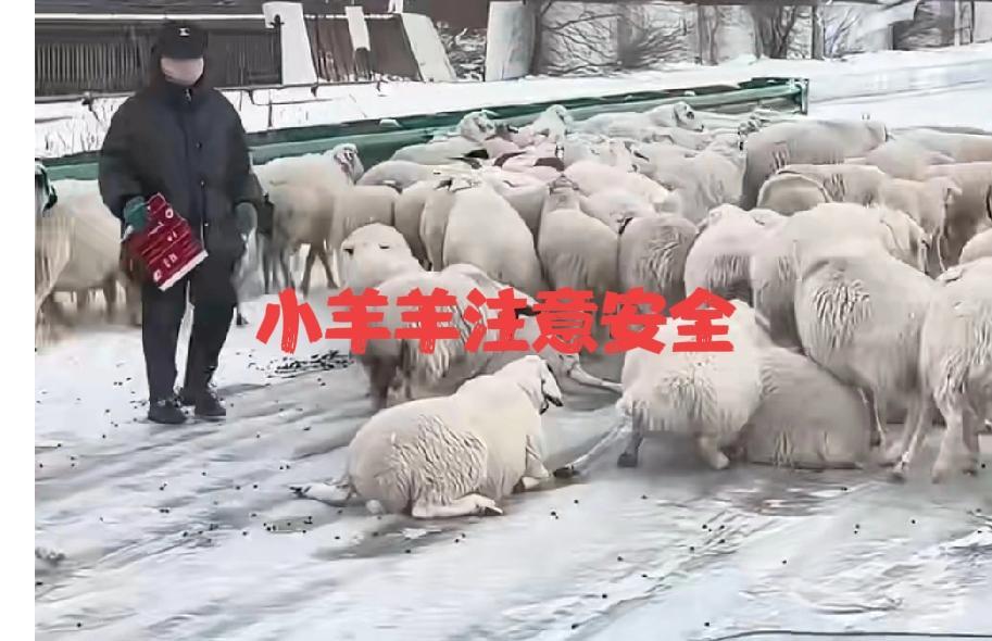 “呼伦贝尔羊群冰面打滑名场面笑不活”！