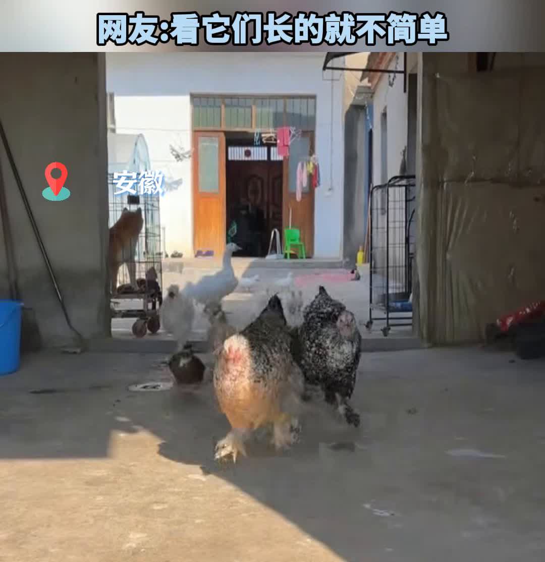小伙养了一群鸡鸭鹅当宠物，一唤就成群结队跑过来。网友：看它们长的就不简单。上