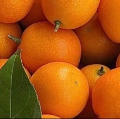 金橘的种植方法一、生根粉用水准备生根粉。新移植的果树要用生根粉浸泡根部10分钟，