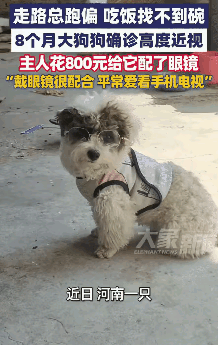 笑不活了！河南一只8个月大的狗狗，因为总爱凑着看手机电视，吃饭找不到碗，出门走路