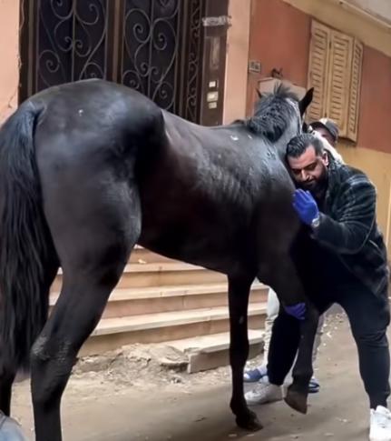 为什么马的腿断了必须死？一位养了10年马的师傅告诉我：90%的人都不知道，就算是