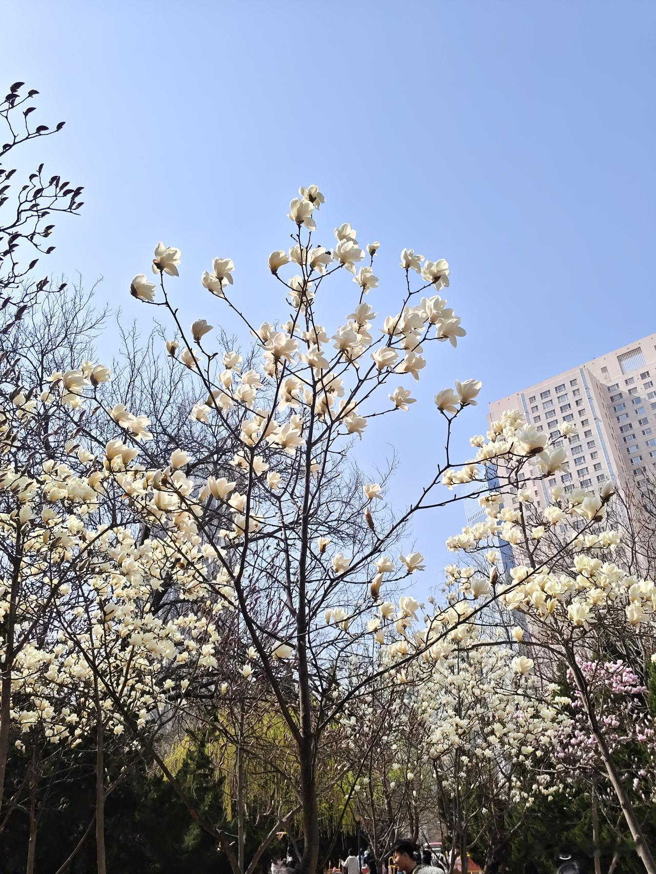 四月的风，把日子吹成诗，一页是花开，一页是温柔。