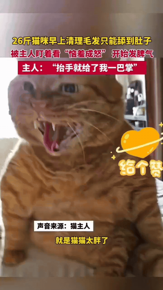 这只重达26斤的胖橘猫，因为体型太过圆润，早上给自己梳理毛发时，只能够到肚子，后