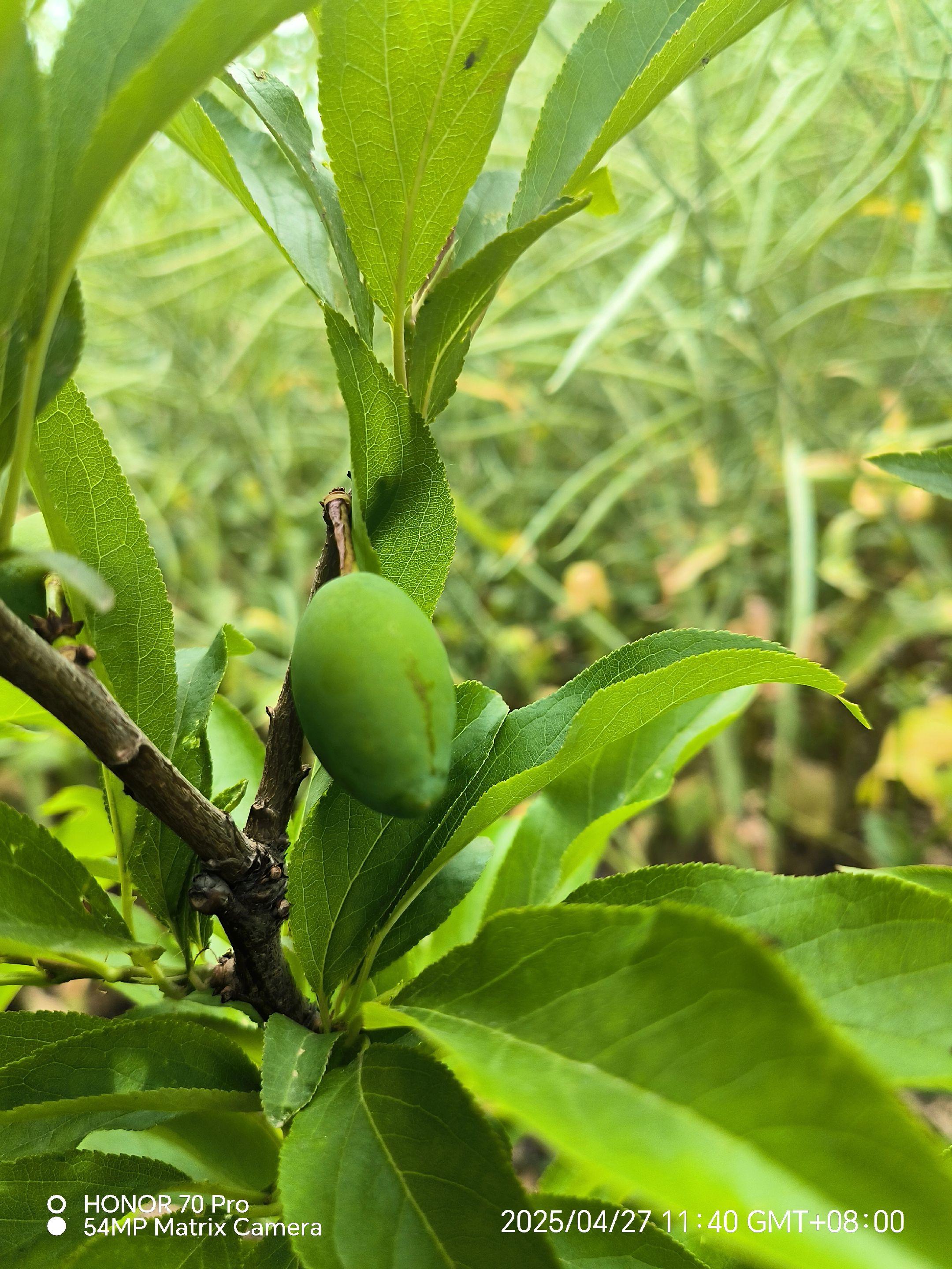 谁能告诉我这是什么果子？