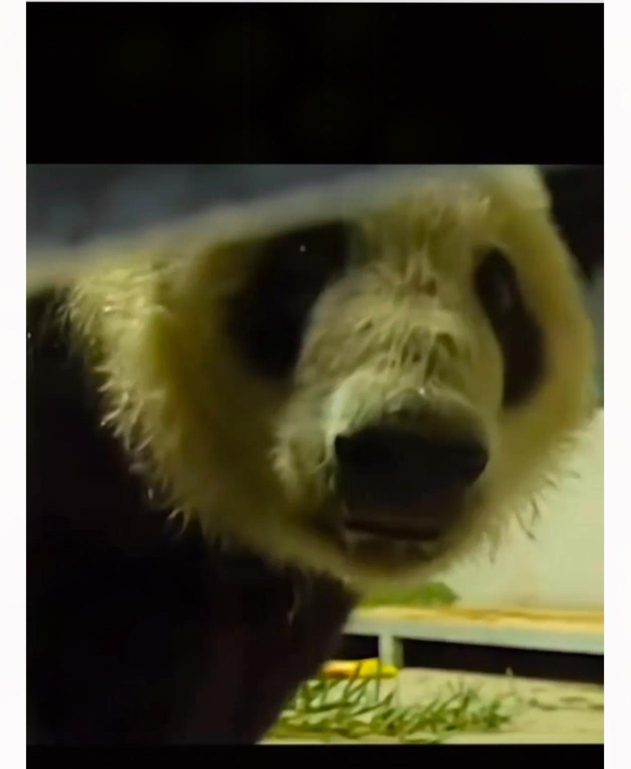 今儿刷到旅日大熊猫回国那视频，真是给我看乐了。平时看送别场面都挺伤感，但这俩