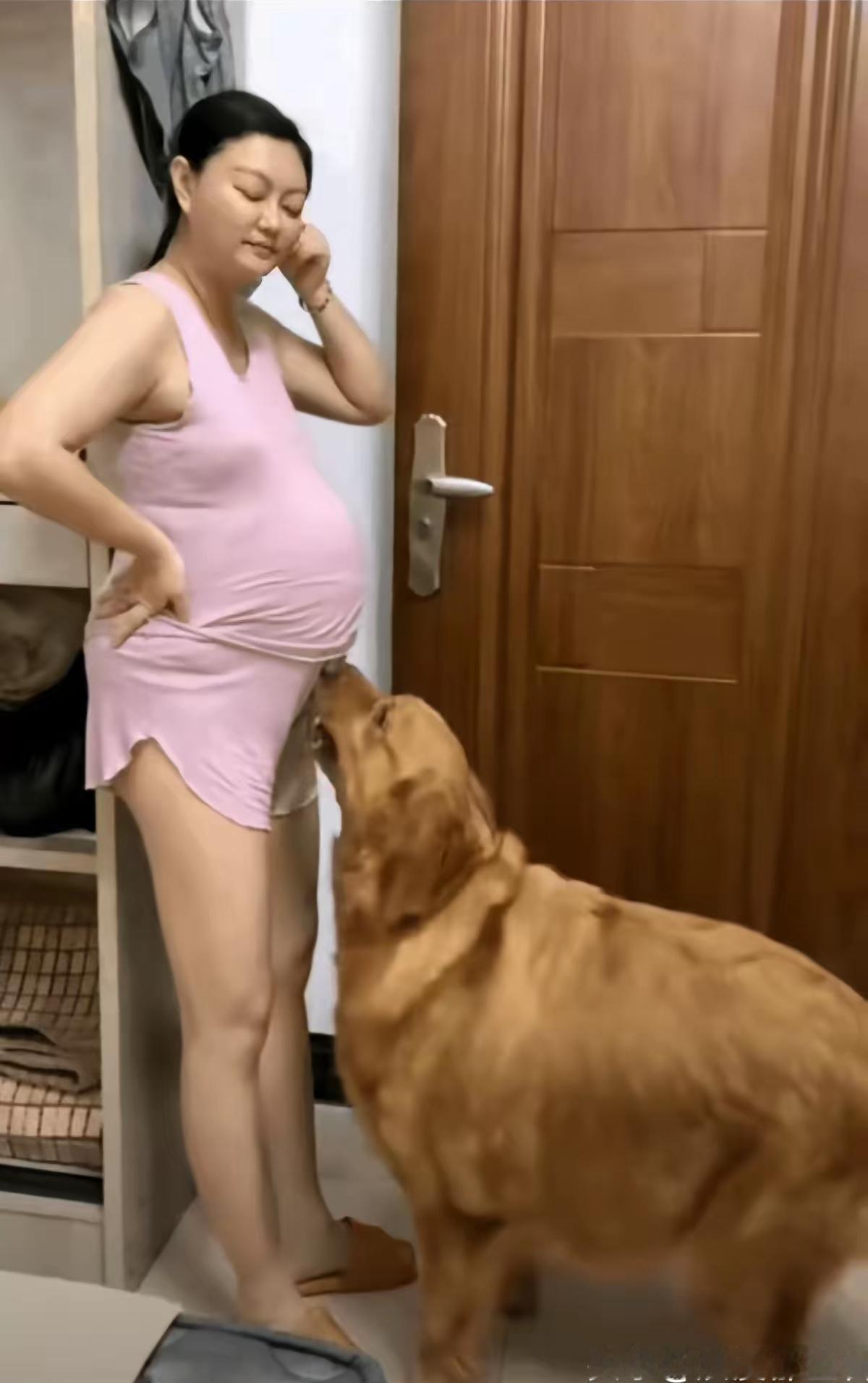 家里有一只超懂事的金毛是什么体验？看它对孕妈妈的保护欲，简直太暖了！❤️