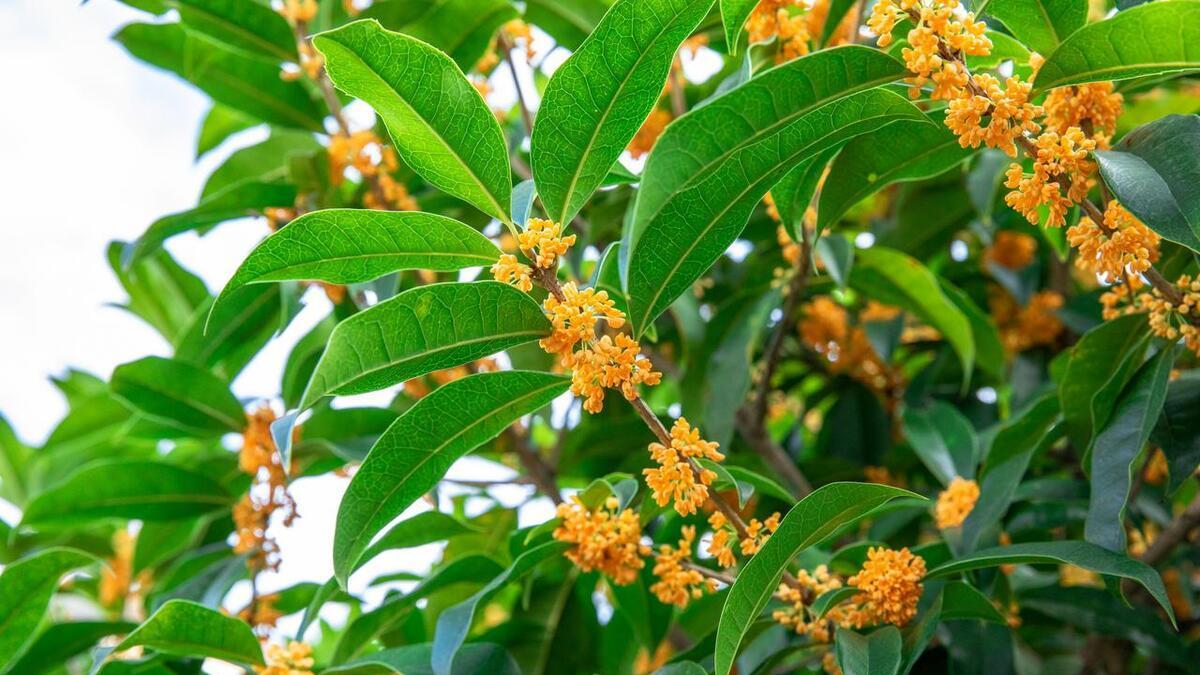 桂花种子种植指南: 从土壤选择到具体步骤详解