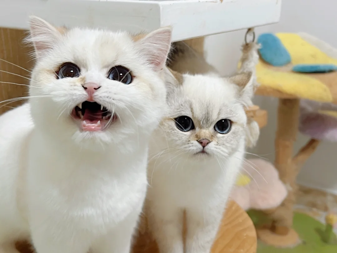 一眼看出E猫和I猫