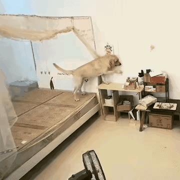 这位铲屎官对狗狗的照顾，那真的是细致入微，不但有单独的房间，而且配套设施应有尽有
