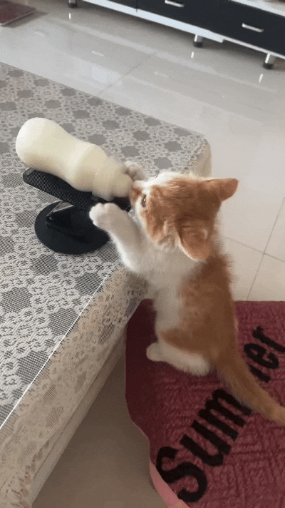 哎呀妈呀老铁们！现在小猫喝奶都这么高级了！专门整个奶瓶支架，再也不用人手扶着，