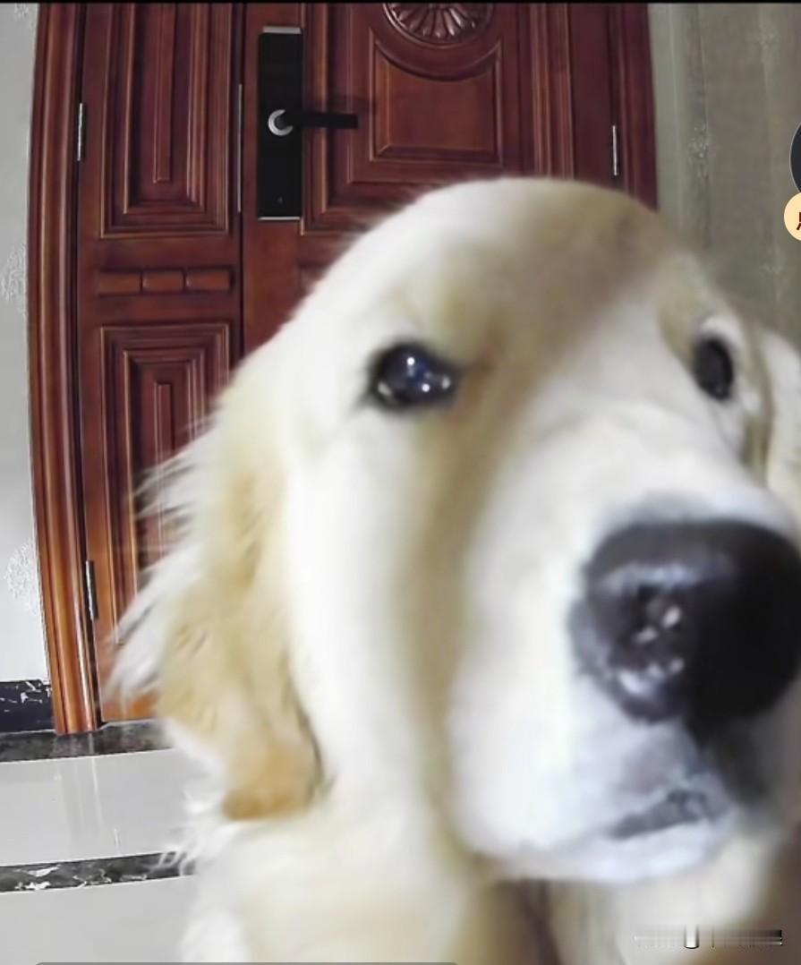 在监控画面中，这段日子我一直加班，狗狗等我等得焦急万分。听到我上楼梯的脚步声，它