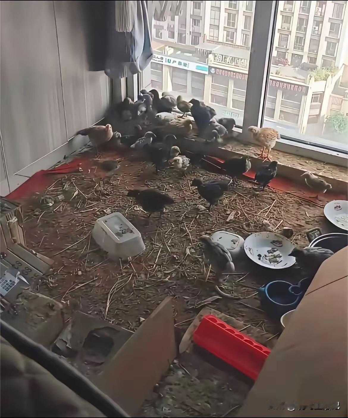 乡下的丈母娘住我家半年，一间小卧室就变成这样了[捂脸哭]