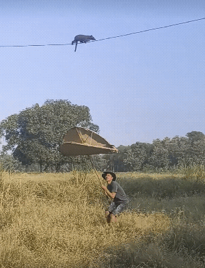 乡下的老鼠是真的好大，不会咬人吗?[捂脸哭]