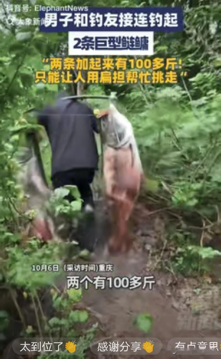 “这就是命啊！”重庆云阳，一男子和好友去野外钓鱼时，竟然接连钓起2条巨型鲢鳙，重