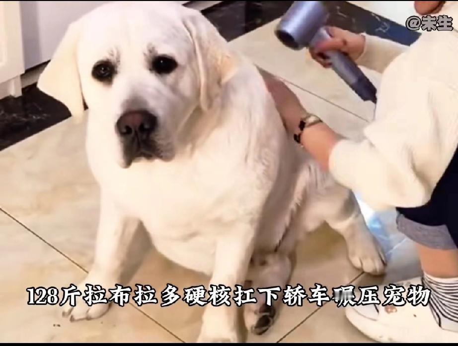 这是一只重达128斤的拉布拉多，它在主人的宠爱下，养尊处优越来越胖，也越来越懒，