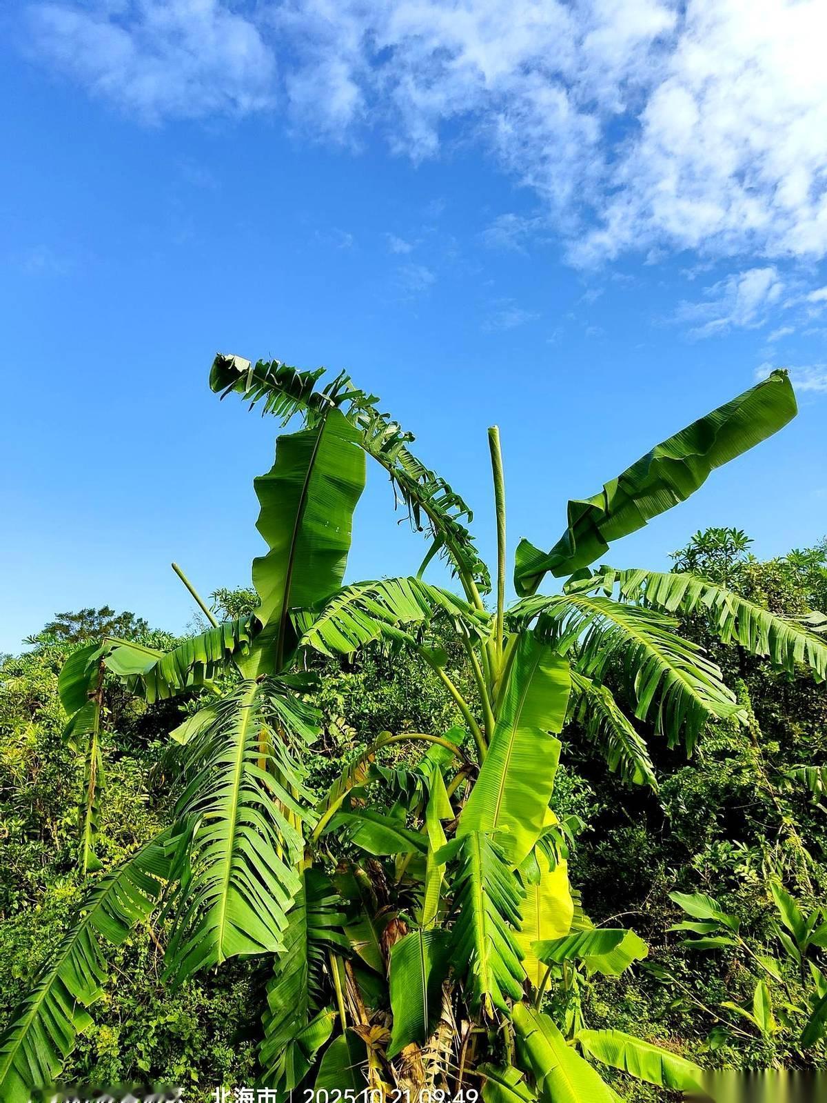 在北海，我找到组织了。一个叫“北海秦人”的群，七十多个陕西乡党。你敢信？在这