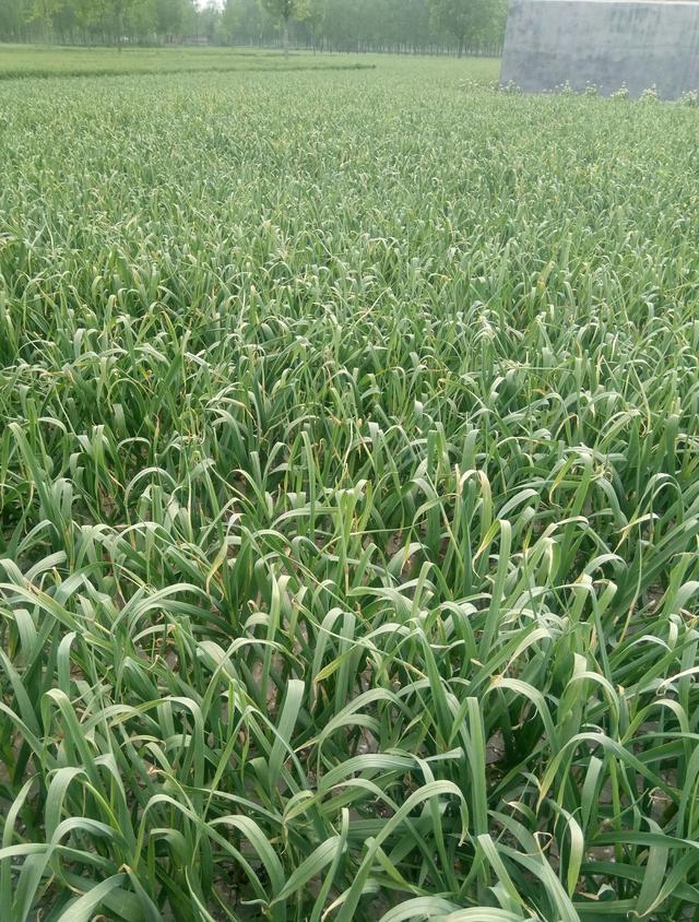 大蒜冰糖水_大蒜亩收入(2)