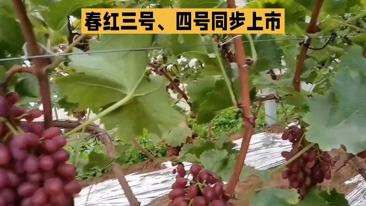 极早熟葡萄咋选？这2品种差异很大！🌿春红3号和春红4号都是暖棚种植的极早熟葡萄