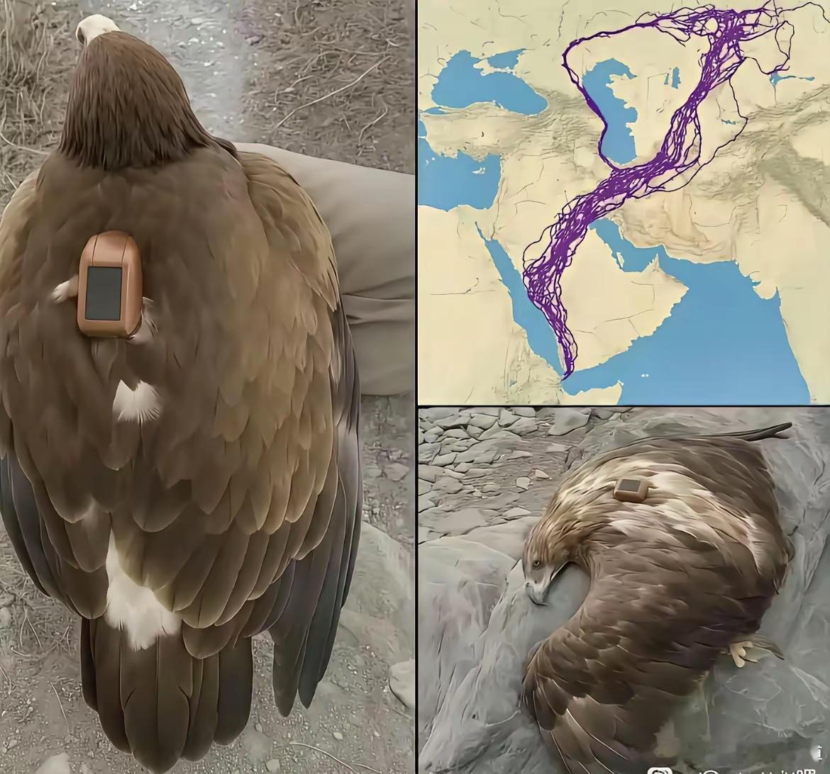 给鸟装上了GPS看它一生的路线！