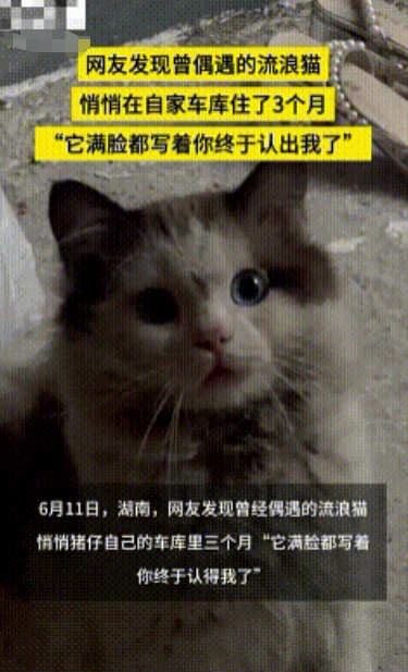 “万物皆有灵性！”湖南一女子去车库时，意外发现之前一只流浪猫，咪本来想转身走。不