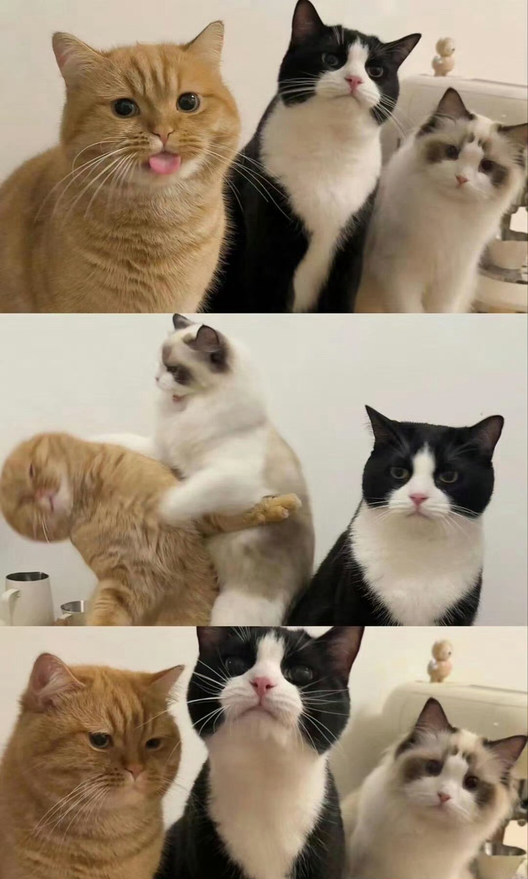 三只猫咪一台戏​​​