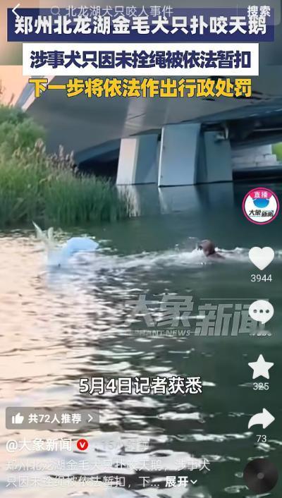 郑州北龙湖金毛扑天鹅事件，终于有了明确处理结果！最近鼎桥下一只未拴绳的金毛跳