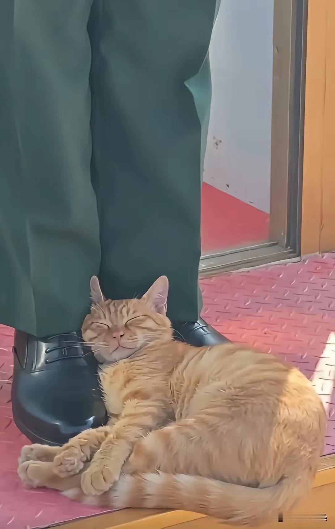 太温馨了，猫咪睡在战士的脚面上，一脸的放松，睡的香甜，小战士身姿挺拔，脸上是对岗
